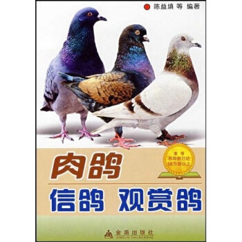 肉鴿信鴿觀賞鴿