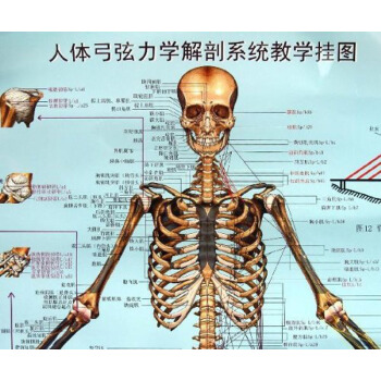 人体弓弦力学解剖系统教学挂图 pdf epub mobi 电子书 下载