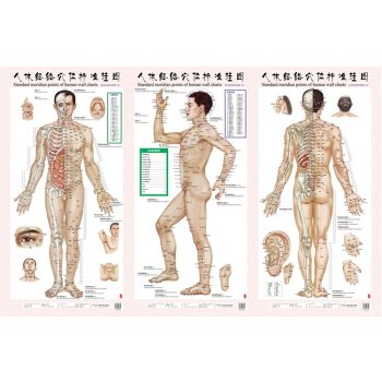 人体经络穴位标准挂图(男性)(1套3张挂图)医学挂图用图 男性人体经络大挂图家用中医美体针 默认