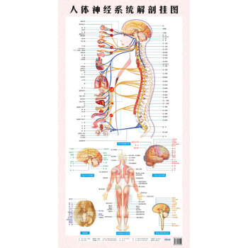 人体神经系统解剖挂图西医 pdf epub mobi 电子书 下载