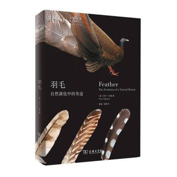 羽毛:自然演化中的奇迹