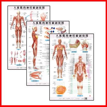 人體肌肉神經解剖掛圖 3張/套 中英文對照版 西醫掛圖 人體經絡穴位大掛圖 醫學保健衛生 pdf epub mobi 電子書 下載