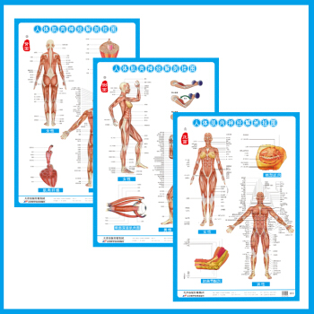 人体肌肉神经系统解剖挂图3张/套西医解剖图 医学卫生保健图 经络穴位挂图 家庭养生保健图 pdf epub mobi 电子书 下载