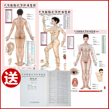 人体经络穴位标准挂图正侧背女性3张/套赠解说册 中医养生穴位图 男性经络挂图 家庭保健图 pdf epub mobi 电子书 下载