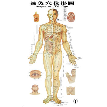 針灸穴位掛圖(真人版,3張)新版