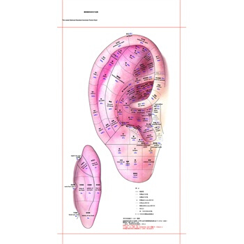 最新國傢標準耳穴掛圖(真人版) pdf epub mobi 電子書 下載