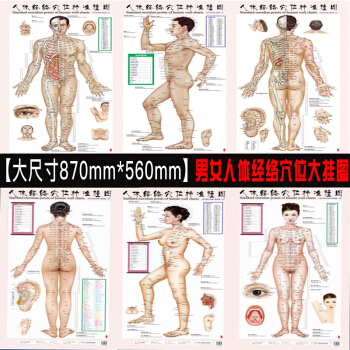 人體經絡穴位標準掛圖（套）（男性+女性1套6張掛圖）醫學掛圖用圖 人體經絡大掛圖傢用中醫美體針灸艾 (女性+男性1套6張掛圖) pdf epub mobi 電子書 下載