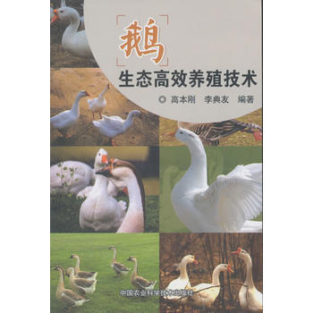 鹅生态高效养殖技术9787511633033 中国农业科学技术出版社 高本刚,李典友; pdf epub mobi 电子书 下载
