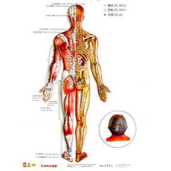 便攜式董氏奇穴,經穴對照掛圖 保健 養生 中醫養生 經絡穴位 王敏主編 2012年8月 pdf epub mobi 電子書 下載